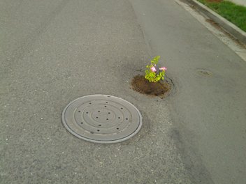 Portland Goes Green On Potholes | kgw.com Portland