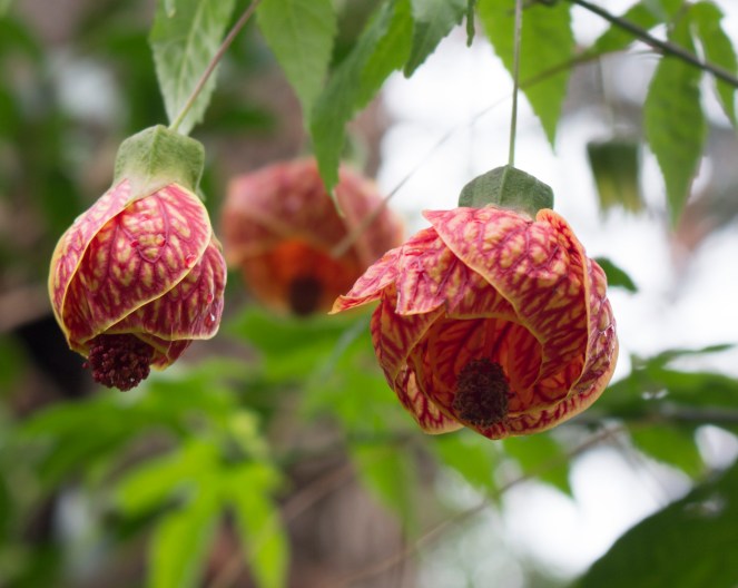flowers_unknown_close-up
